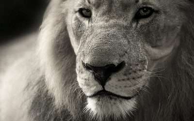 De Leeuwenpoort | De grote witte leeuw
